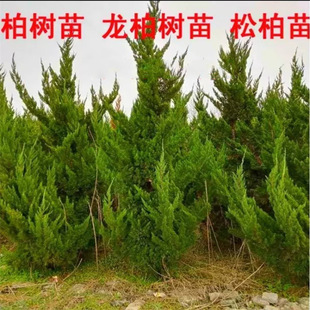 Base Direct Sales of Cypress Seedlings for Greening Projects, Cypress Columns, Large-Sized Cypress Saplings, Evergreen Cypress Seedlings in All Seasons