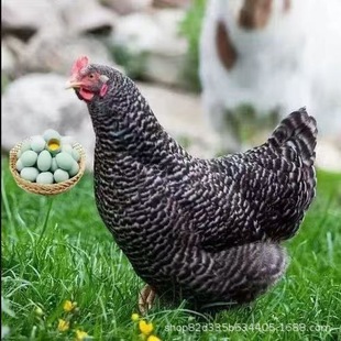 ���ϼ��N�J���u�������J���u����wÓ�������uС�u�����Ʒĸ�u