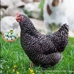 汶上纯种芦花鸡活苗半大芦花鸡苗活体脱温苗土鸡小鸡幼苗成品母鸡