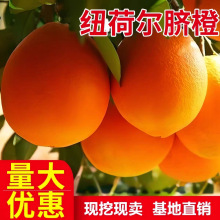 江西血橙树苗 纽荷尔脐橙苗 赣南早熟脐橙苗卡拉红肉脐橙树苗果苗