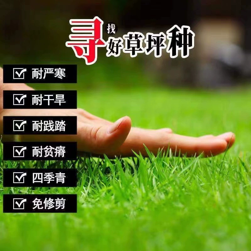 Низкие семена газонов, семена газонов, семена травы для защиты склонов, семена вечнозеленой травы, без обрезки, зеленый газон, морозостойкая вилла во дворе.