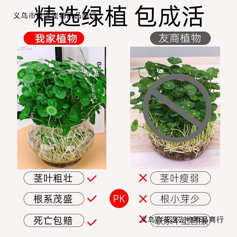 铜钱草土水培植物鱼缸大叶水栽水养绿植带盆培水草客厅室内外花卉