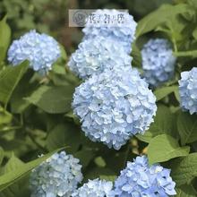 ������ ������С��  ���ֺ��BͥԺ����