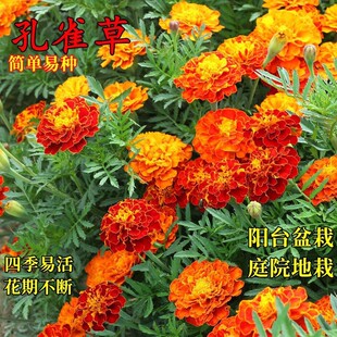 ��ȸ�ݷN���ļ��׷Nֲ�҃��̨���ԷN�ѻ����л�����С�f�۾ղ���