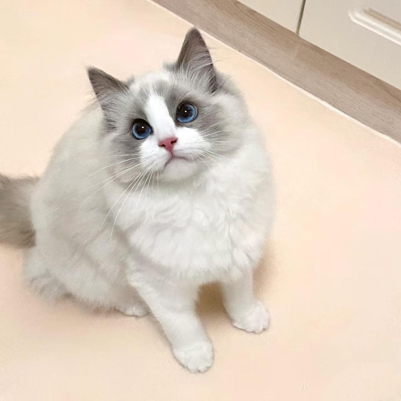 纯种布偶波斯系海双蓝双色猫咪幼猫活体长毛银渐层宠物猫奶猫