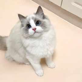 纯种布偶波斯系海双蓝双色猫咪幼猫活体长毛银渐层宠物猫奶猫