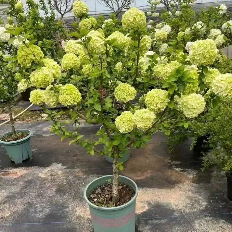 Двор Вилла Китайская Деревянная Гортензия Большой Цветок Ведро Мяч Конопляный Лист Гортензия Цветочное Растение В Горшке Пейзаж Цветок Зеленое Растение