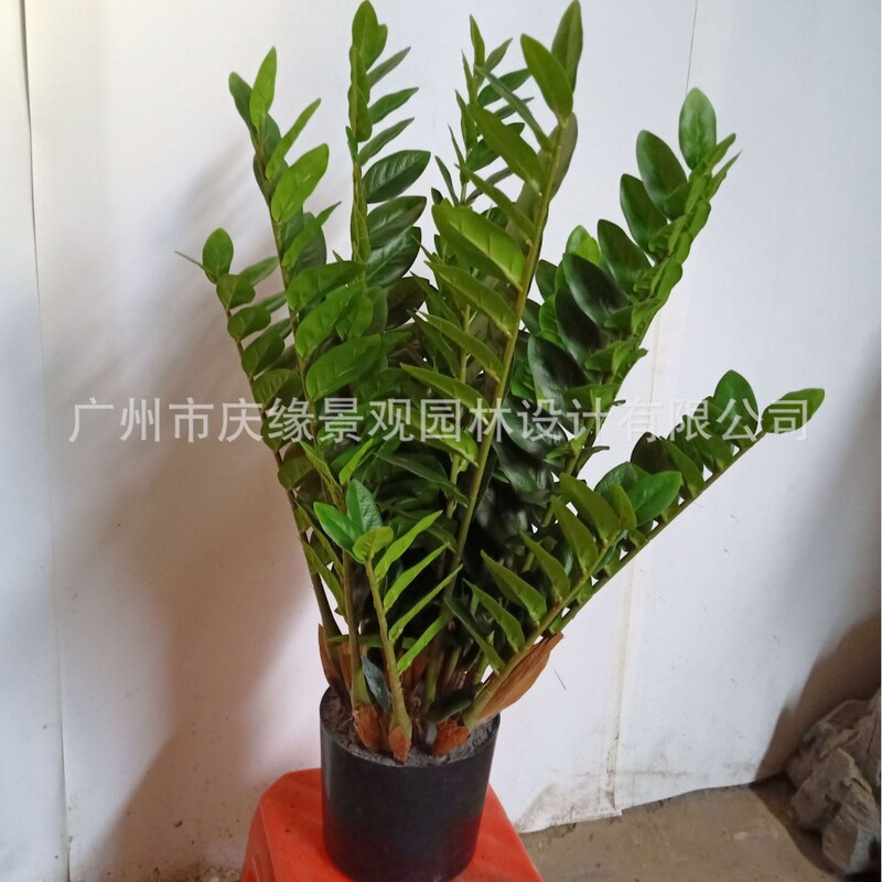 Simulated Money Tree Potted Indoor Living Room Green Plant Decorative Plant Artificial Money Leaf Office Display Fake Flower Tree