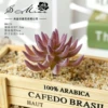 Baizilian velvet purple (excluding pot)