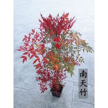 南天竹盆栽红叶天竺大花树苗水培火焰老桩盆景结果植物果植物耐寒