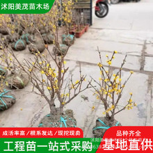 素心腊梅树苗批发工程绿化苗木庭院花卉造型盆景素心蜡梅腊梅盆景