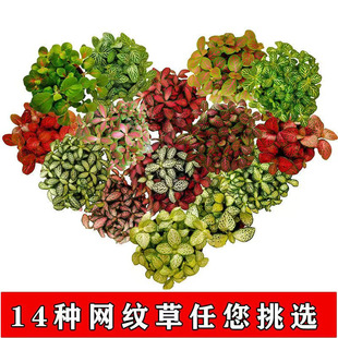 ��ɫ��ϲ�ɫ�W�y��̦�\΢���^DIYˮꑸ����҃�����Gֲ�M������