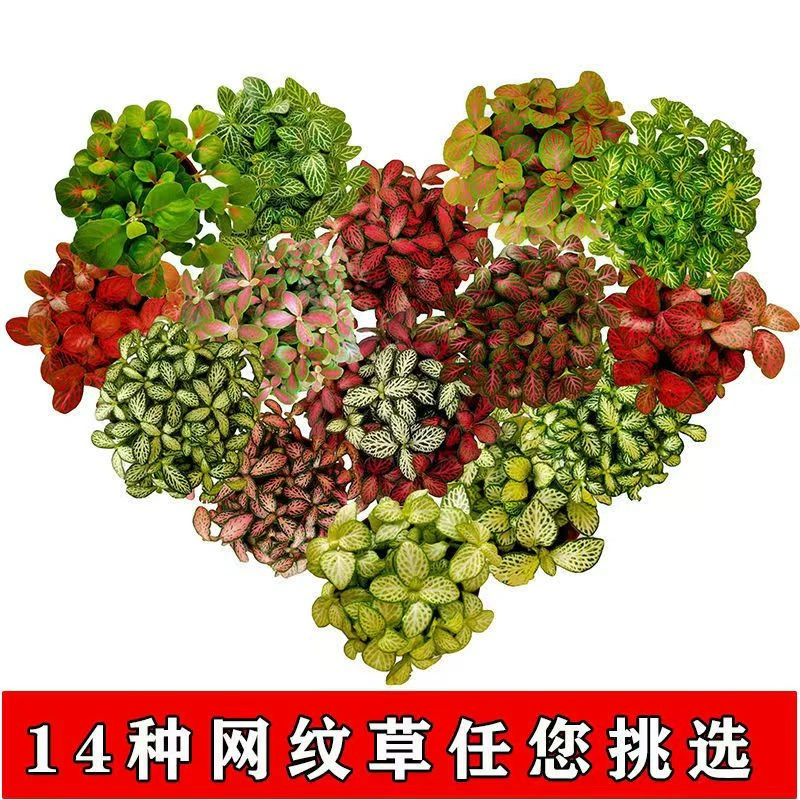 Многоцветная Смешанная цветная сетчатая трава мох микропейзаж DIY резервуар для воды и земли в помещении мини-зеленое растение комбинация горшечных растений