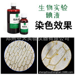 碘液初中生物实验稀碘液细胞染色洋葱表皮淀粉检测酵母菌观察实验