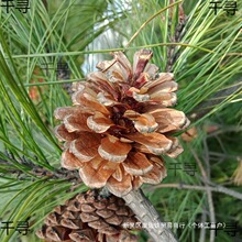 �ֹ�diy������Ȼ�b�Ʒ�[�����ɘ��ɹ�CM�׃��@�}�Q�ɻ�214����