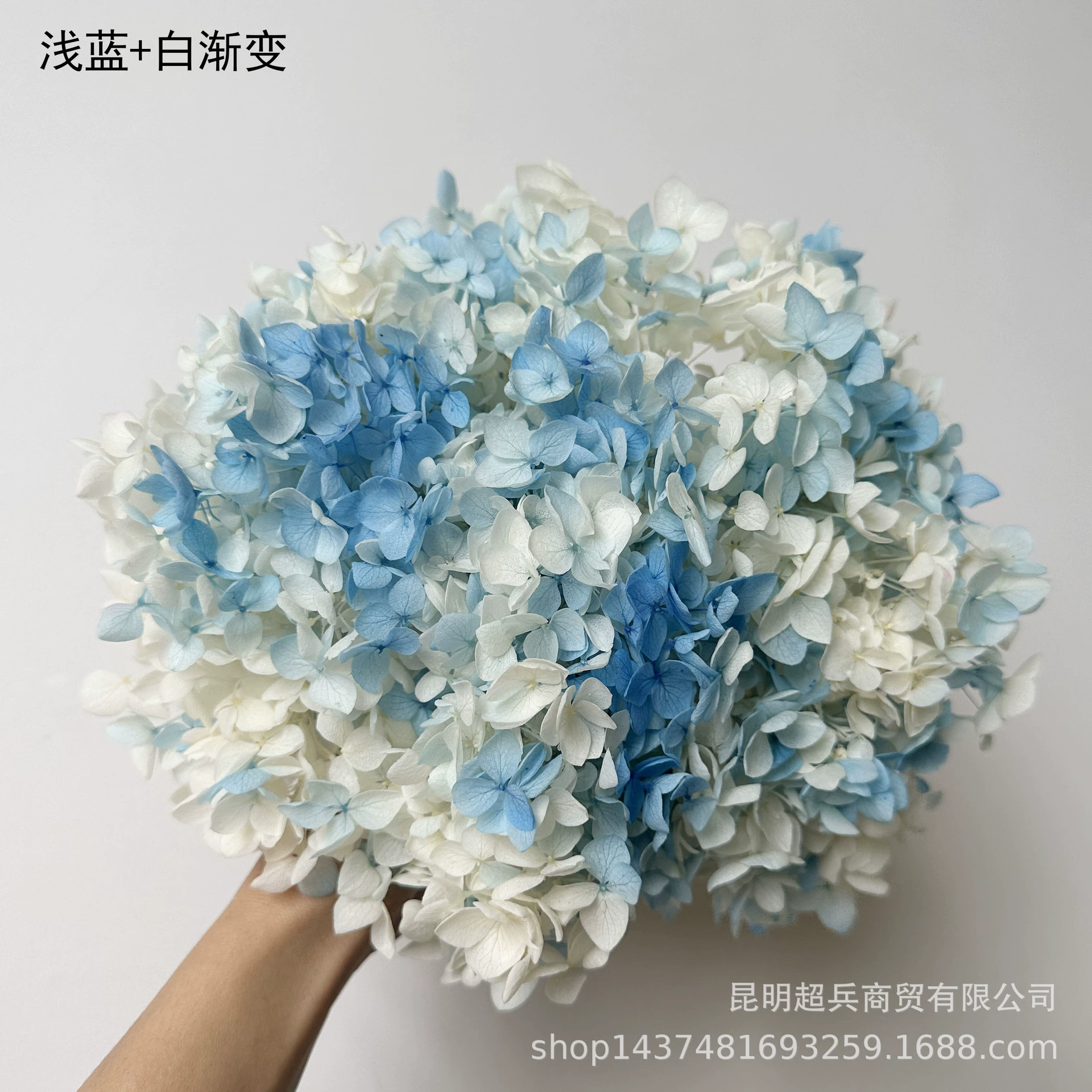 [Вечная Life Flower Hydrangea] Анна Градиентный цвет Лист Hydramid Книга цветов оптом DIY цветочная коробка материал для просмотра