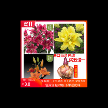 进口香水百合花种球带芽大球四季开花植物易活室内盆栽多年生百合