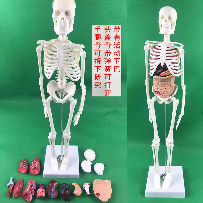 Physiological realistic removable skeleton, medicine toy, human bone