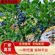 һ�����l�{ݮ�����{ݮ�����������Ϸ������Nֲ�ش����Ե�������