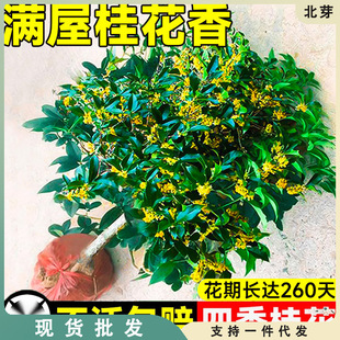 𻨘ͥԺֲ҃𵤹ͻļ_B׻辰