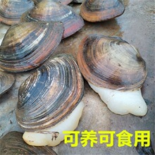 河蚌新鲜野生可食用观赏河蚌野生蛤蜊河蚌肉河蚌3只包邮