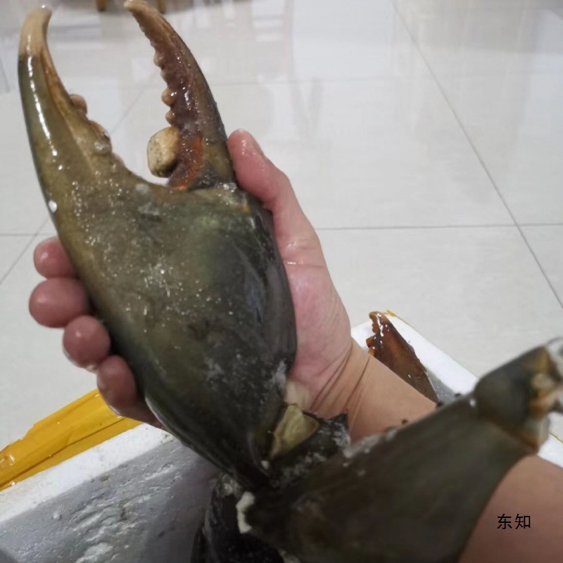 蟹钳新鲜缅甸大青脚大醉香辣蟹脚肥批发冷冻一件代发跨境