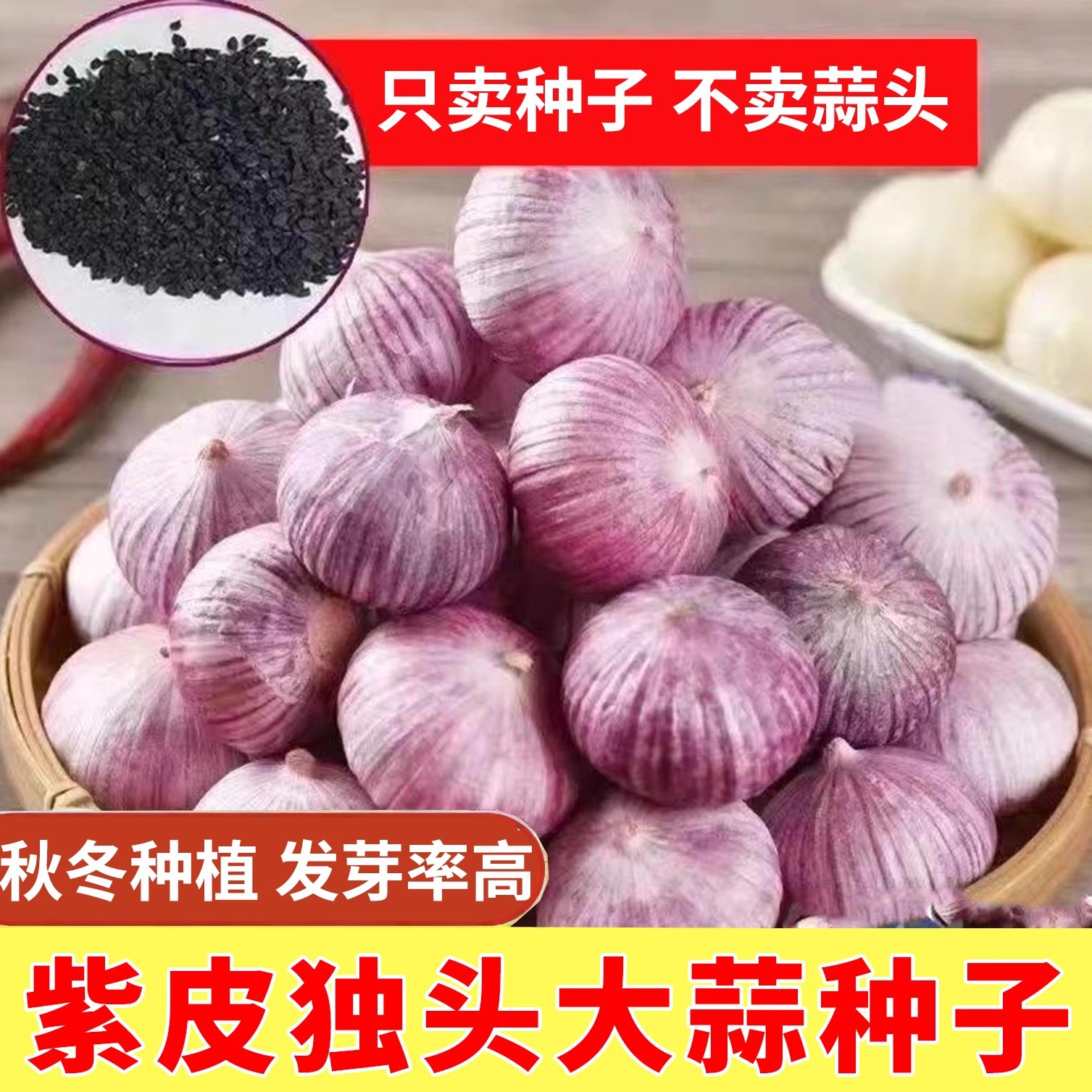 紫皮独头蒜种子农家大蒜种籽红根蒜苗种四季种植盆栽地栽蔬菜种子