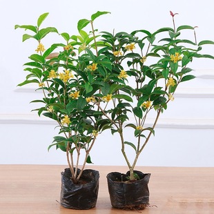 ļ𻨘԰_ͥԺļ_ֲ҃Ϙ