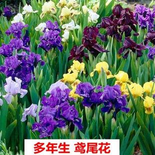 ���{���Sβ��ͥԺ�ر�ֲ�����ݽ������S���Ѷ���������ͺ�