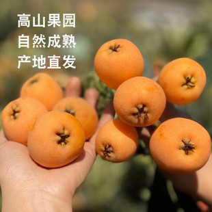 当季水果四川大五星枇杷新鲜米易孕妇枇杷果琵琶甜批把包邮代发-阿里巴巴