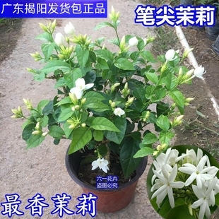 The Pen Tip Jasmine Seedlings Bloom and Have Strong Fragrance. the Potted Plants Bloom Continuously in the Same Year. Indoor and Outdoor Courtyard Woody Florals, Jasmine