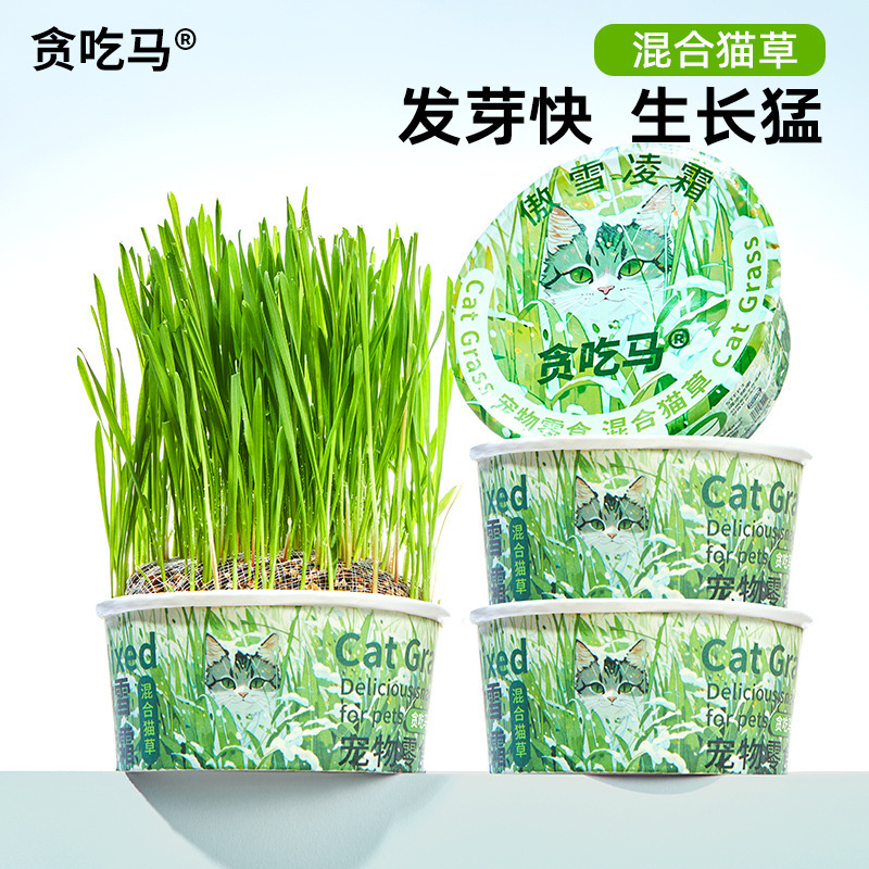 Winter Cat Grass Greedy Horse Cat Grass Canned Suitable for Winter Production Soilless Cat Grass Hydroponic Winter Cat Grass Greedy Horse Cat Grass Canned Suitable for Winter Production Soilless Cat Grass Hydroponic
