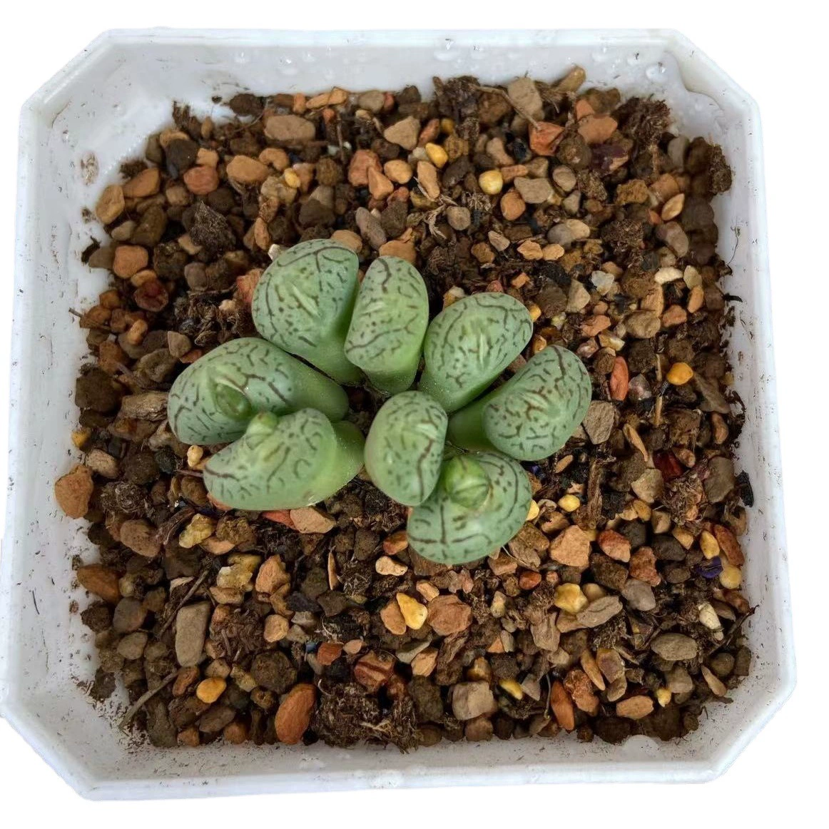 Толстый 7cm цветной квадрат пластиковый цветочный горшок красочный сочный цветочный горшок 7*7cm ультра маленький квадрат пластиковый цветочный горшок зеленая посадка