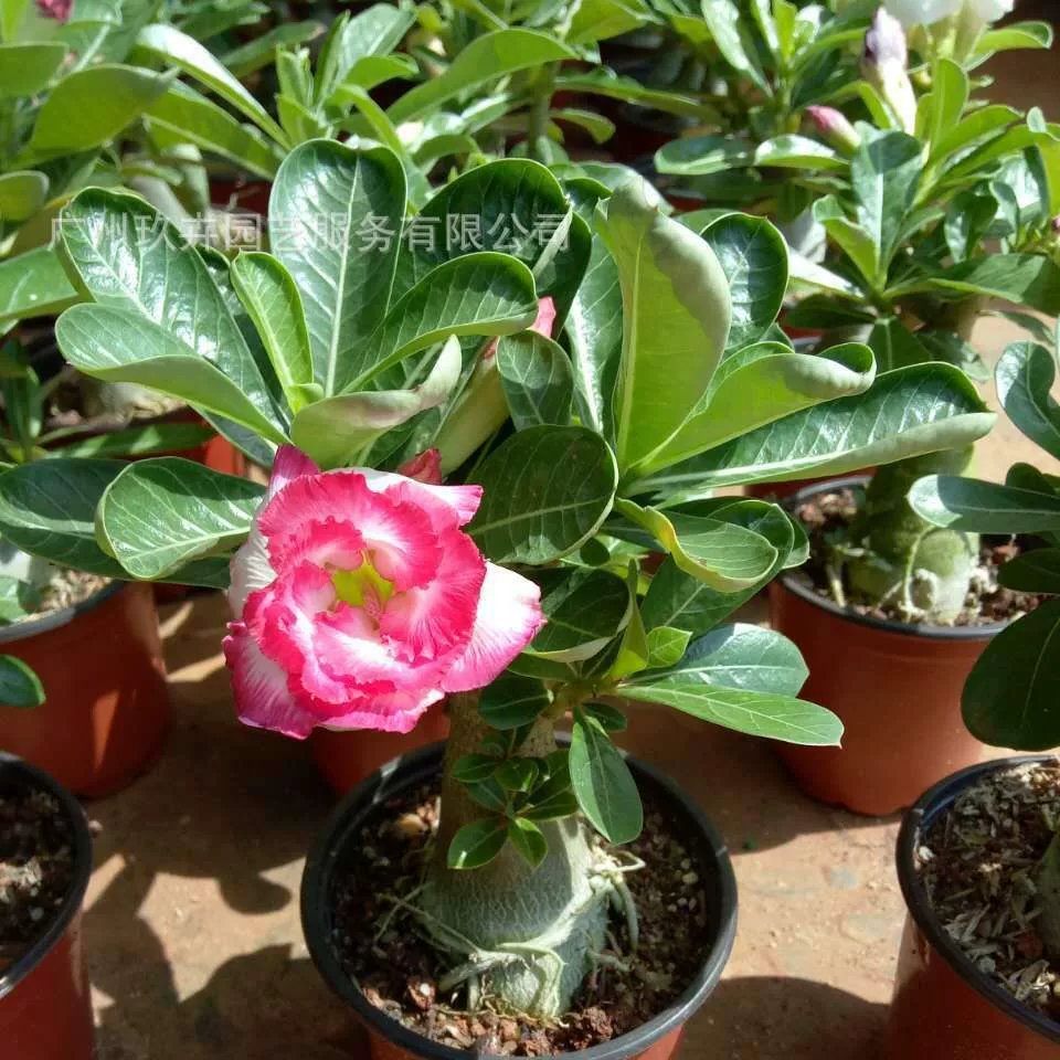 Пустынная Роза в горшке двойной цветок для просмотра растений гостиная балкон двор крытый и открытый небольшой бонсай зеленое растение четыре сезона цветение