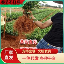 省基地直销砂糖桔苗果树苗砂糖橘苗沙糖桔苗橘子苗嫁接苗当年结果