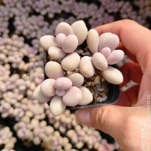 Персиковое яйцо суккулент завод с несколькими головками 3-головка группа Персиковое яйцо