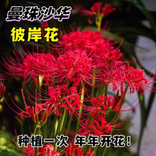 基地批发彼岸花种子曼珠沙华盆栽彼岸花种球石蒜花室内四季种花卉