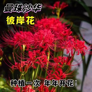 Base Wholesale Bianhua Seeds Manzhushahua Potted Bianhua Seed Bulbs Lycoris Flowers Indoor Four-Season Florals