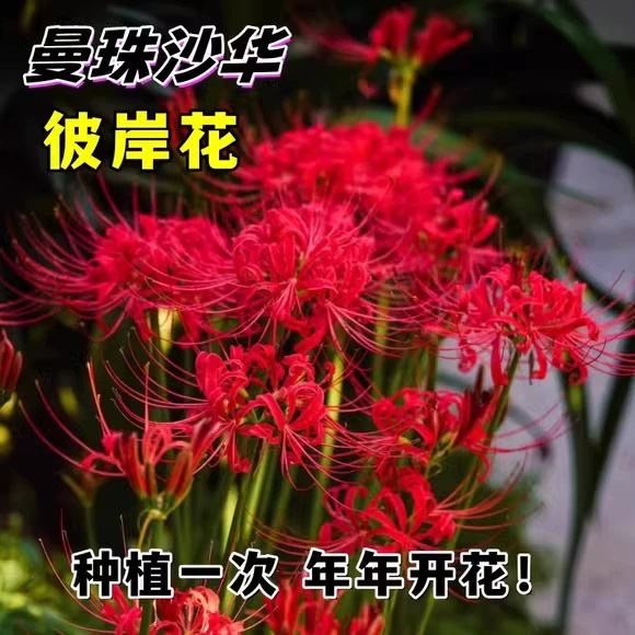 Оптовая база семян паучьей лилии, луковиц паучьей лилии в горшках Clivia, комнатных цветов амиллис для круглогодичного цветения.