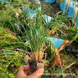 崂峪苔草 宿根多年生植物 观赏草基地盆栽苗 水体绿化工程苗