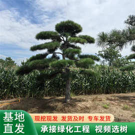 常年供应绿化松树 多层次造型全冠移植高1.5米油松景松黑松