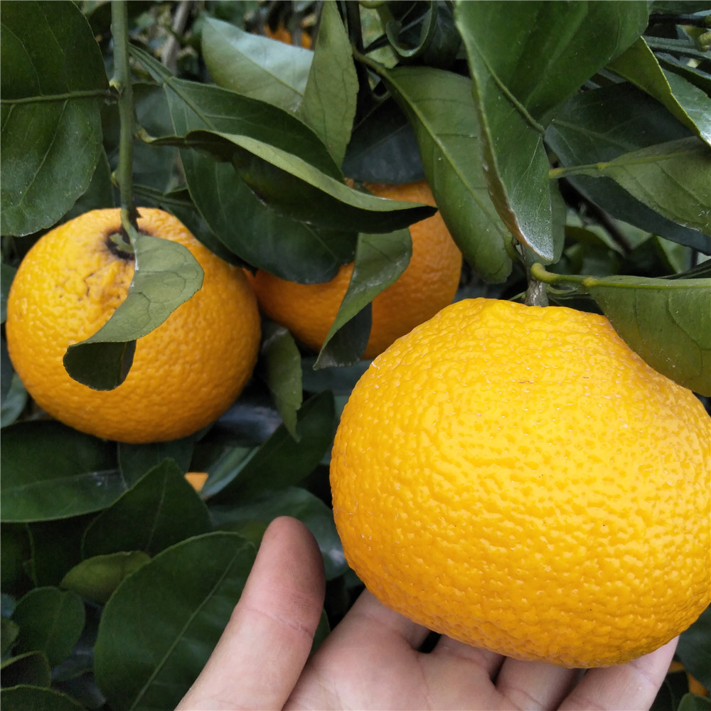黃金柑 (2).jpg