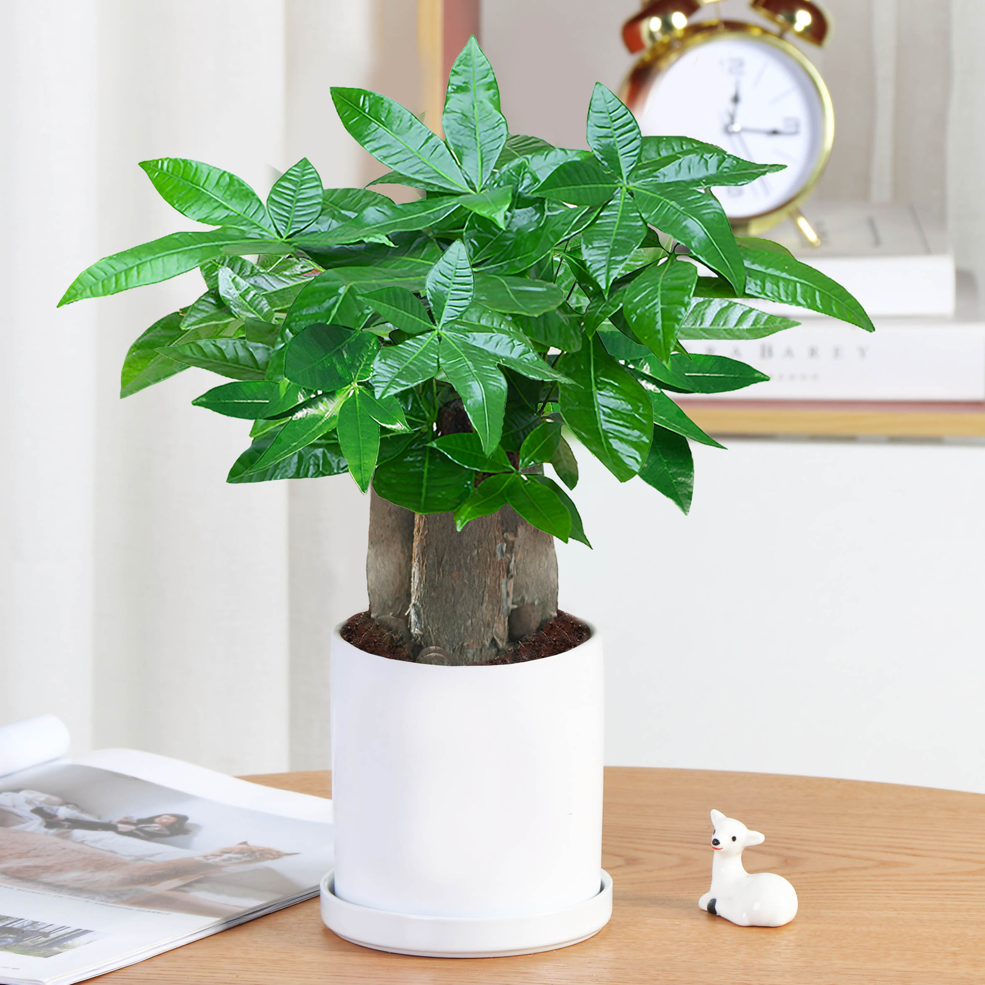árboles ricos pequeñas plantas de maceta flores verdes plantas de oficina absorción de formaldehído árboles hidropónicos de bambú de lapis verde buena alimentación maceta