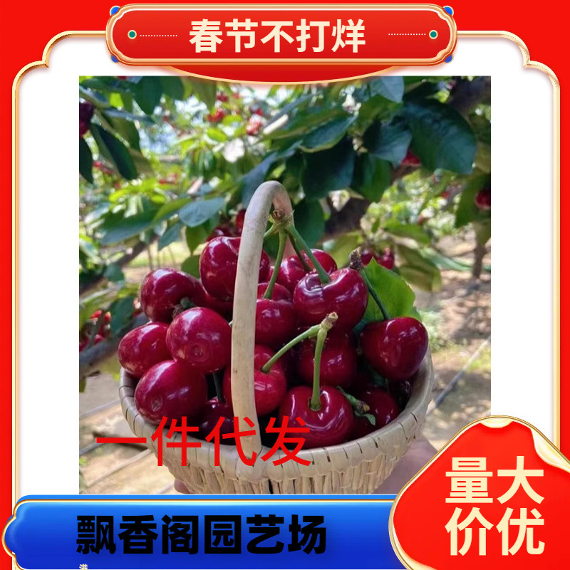樱桃苗木带叶带土当年结果 车厘子嫁接樱桃树 美早樱桃 樱桃树