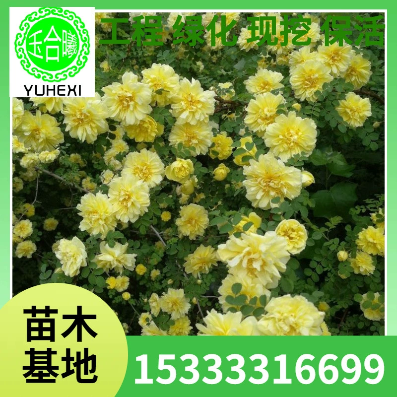 Роза Four Seasons Многосезонная шиповниковая роза Желтая шиповниковая роза Роза Чашка с питательными веществами Рассада Желтая роза Интернет-продажи Роза Оптовая продажа