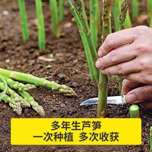 芦笋根苗四季种植进口绿芦笋根苗蔬菜之王抗热耐寒高营养蔬菜