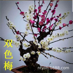 ����÷���辰���pɫ÷�����t÷ �Ͱ���֦÷�G÷÷���䘶��������