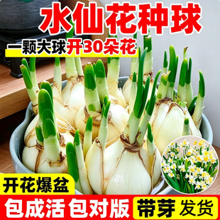 ˮ�ɻ��N��N������ˮ�B��ֲ���_���Gֲ�����ļ��ͺ��ذ�����ˮ��