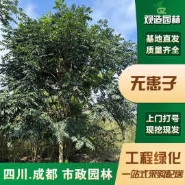 无患子树苗四川园林绿化乔木工程庭院地栽盆栽行道花园观赏景观树