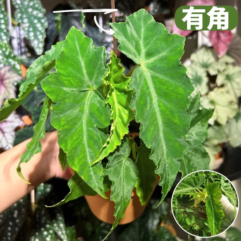Horned bamboo begonia